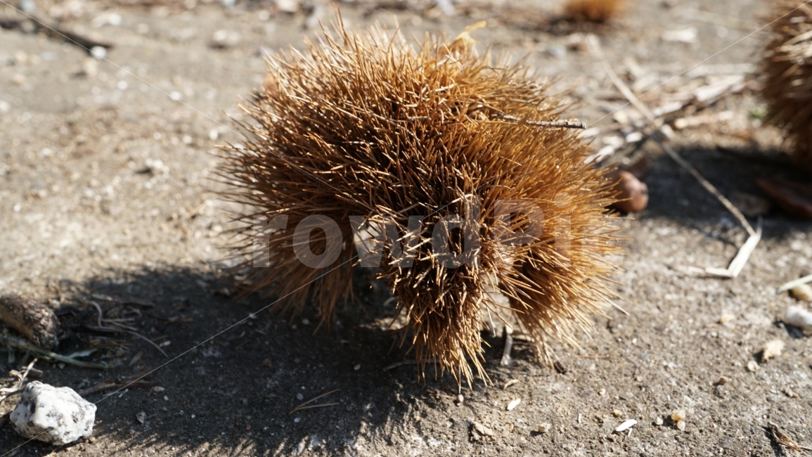 가을,밤송이,밤,burr,chestnut,가을,계절,fall,autumn,season,음식,식재료,요리,food,cook,meal,dishes,food reserves