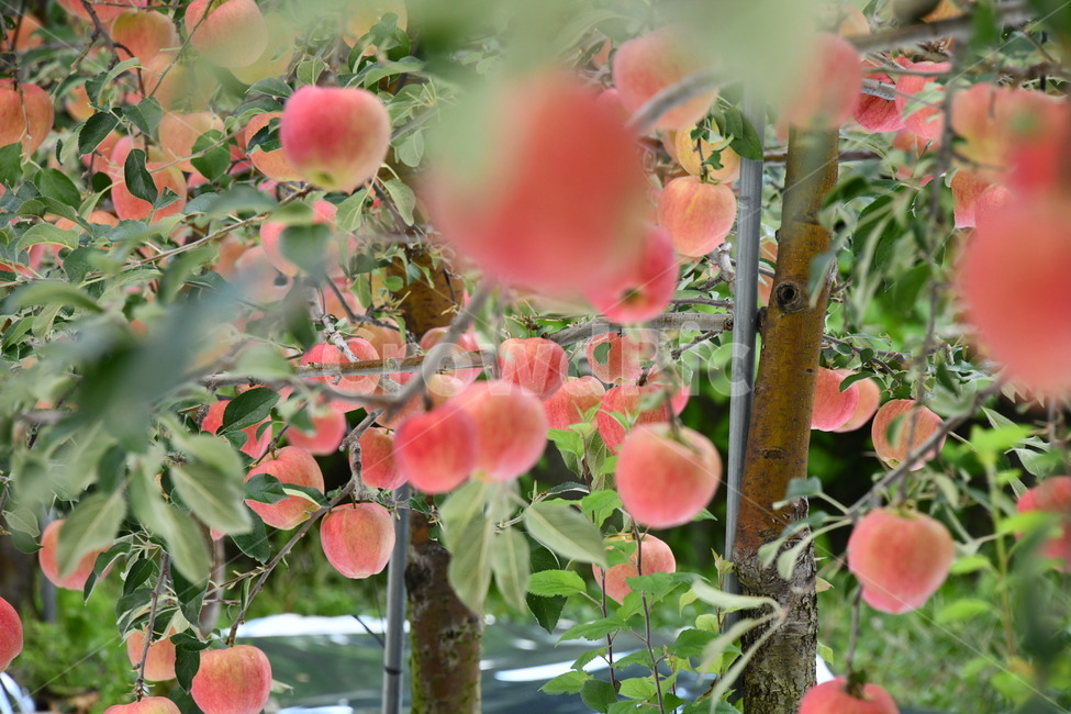 사과,과일,음식,plant,apple,과수원,식품,과일,열매,fruit