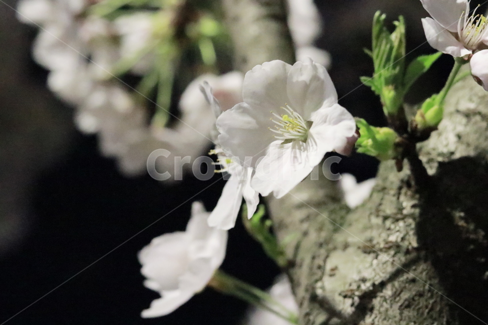 plant,식물,벚꽃,접사,꽃