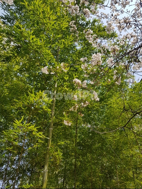 tree,나무,나무줄기,plant,식물,treetrunk,한국나무,아파트조경,벚꽃나무,대나무,벚꽃,산책길