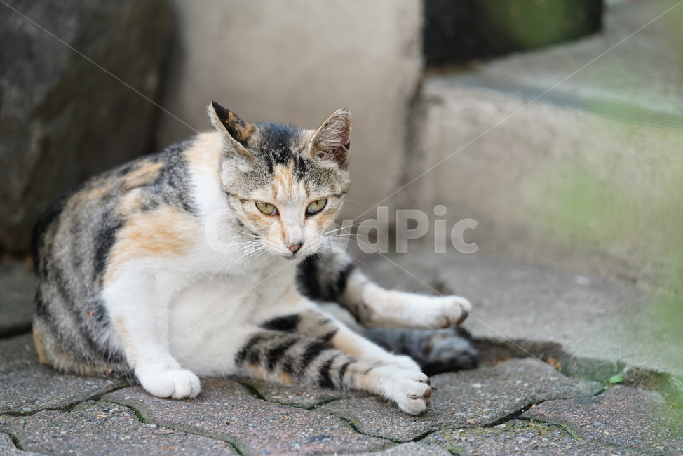 cat,고양이,동물,생물,생명,포유류,거리,animal,동물,animal,포유류,mammal,고양이,cat,kitten,kitty