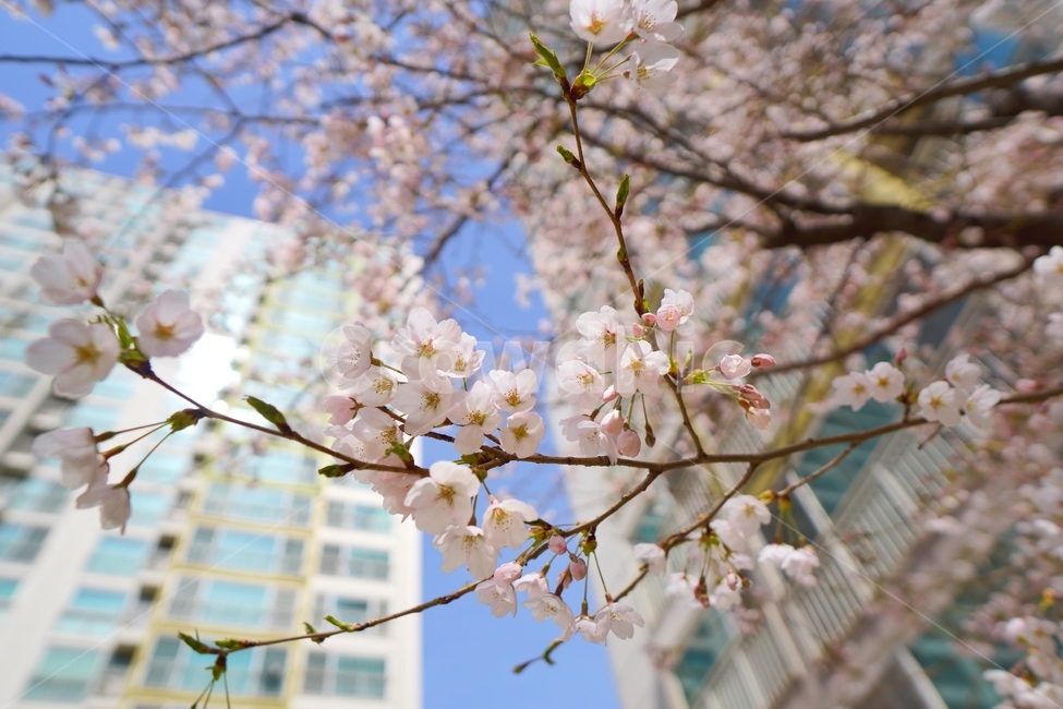 벚꽃,봄,봄꽃,flower,blossom,식물,plant