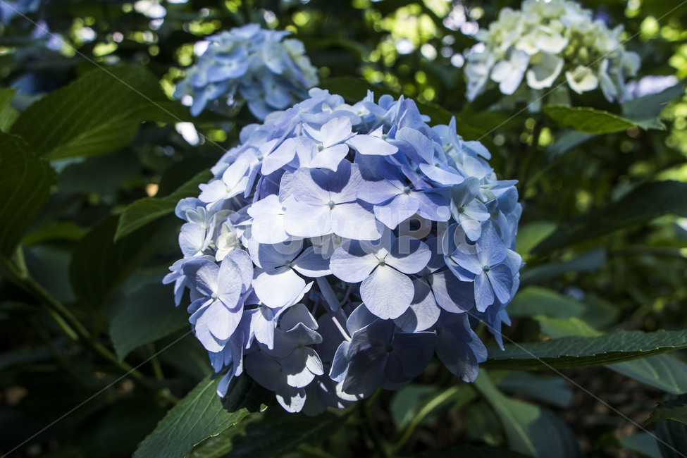 수국,꽃,자연,식물,잎,배경,백그라운드,여름,식물,자연,plants,nature,꽃,flower