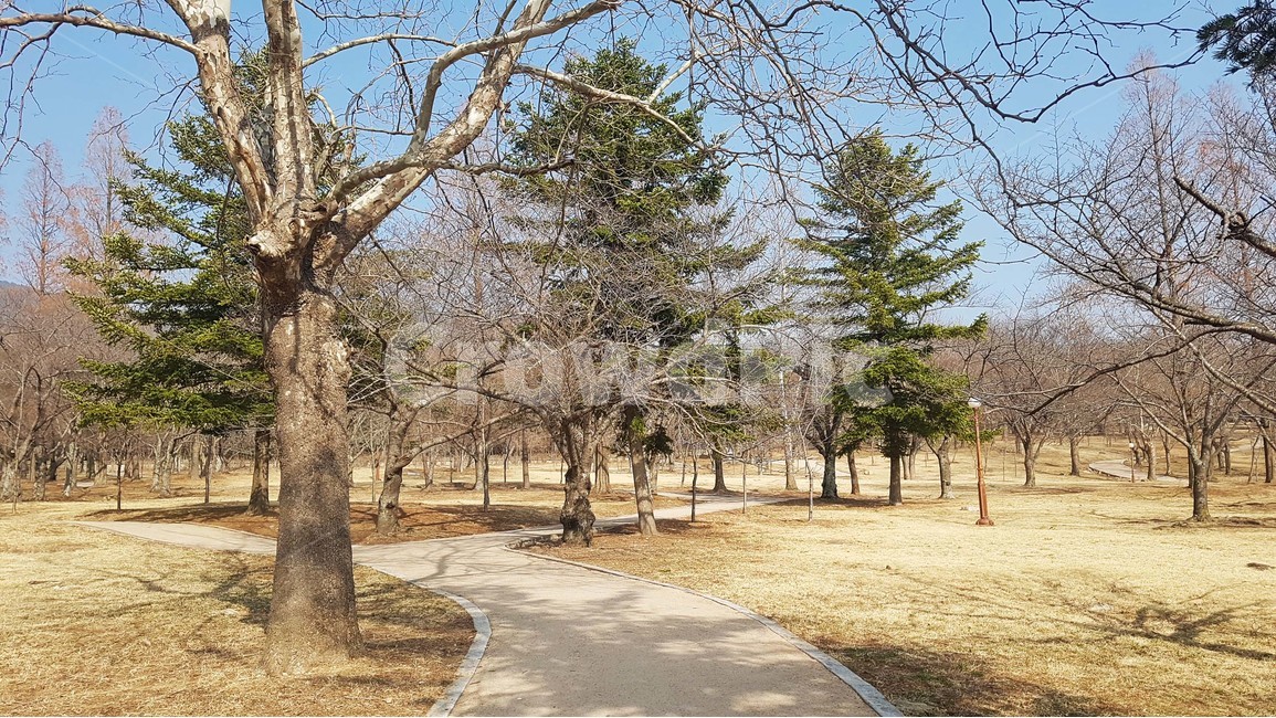 길,오솔길,나무,거리,도로,나들이,소풍,자연,숲,숲길,햇살,하늘,식물,자연,풍경,nature,landscape,식물,plants,나무,trees,wood,plant,tree,tree trunk,나무 줄기
