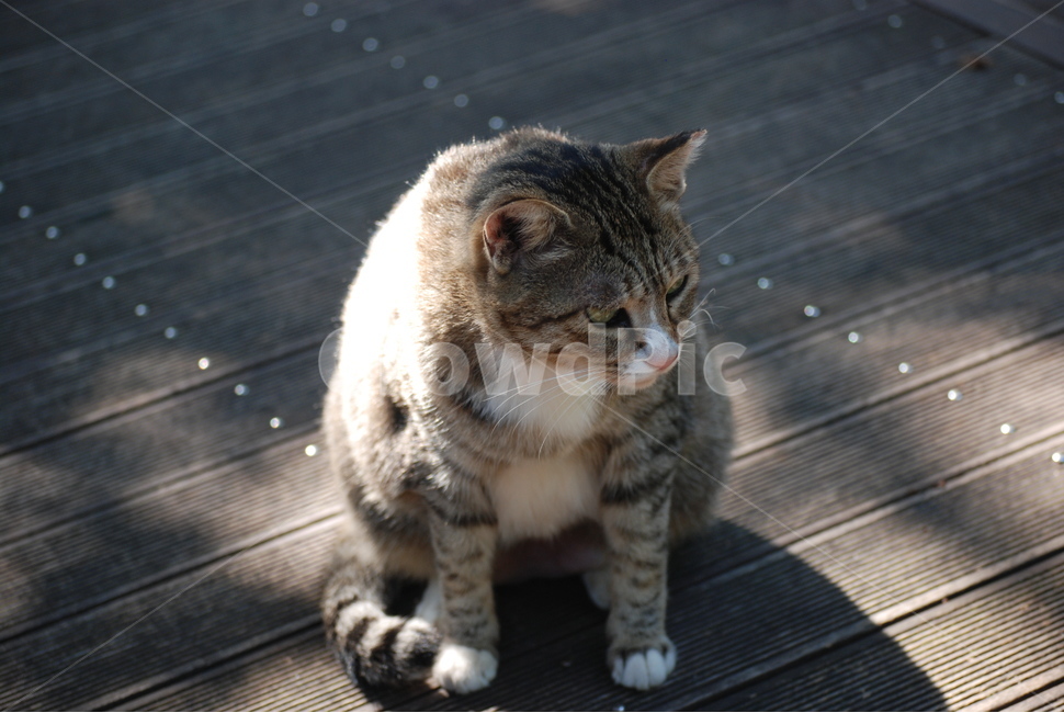 고양이,cat,동물,animal,평화로움,동물,animal,고양이,cat,kitten,kitty