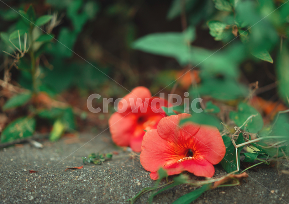 능소화,꽃,플라워,색감,주황,식물,생물,생명,flower,컬러,식물,자연,plants,nature,꽃,flower