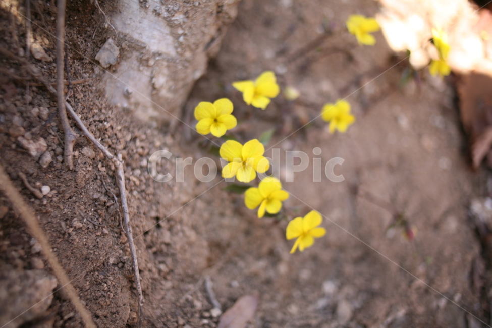 꽃,야생화,들꽃,flower,산
