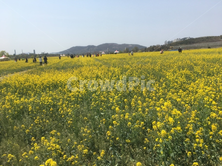 칠곡,하중도,유채꽃,노란색,봄,4월,맑음,대구,북구,봄,계절,spring,season,자연,풍경,nature,landscape,grassland,목초지,field,들,outdoors,옥외,rural,농촌,farm,농장,meadow