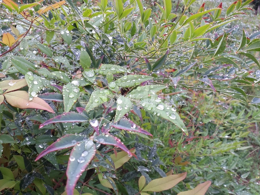 식물,plant,나무,나무잎,자연,식물,자연,plants,nature