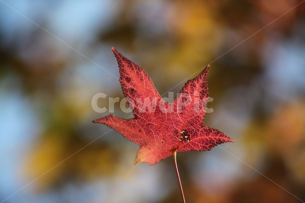 단풍,미국풍나무,가을,liquidambarstyraciflua,sweetgum,가을,계절,fall,autumn,season,leaf,잎,plant,식물,tree,나무