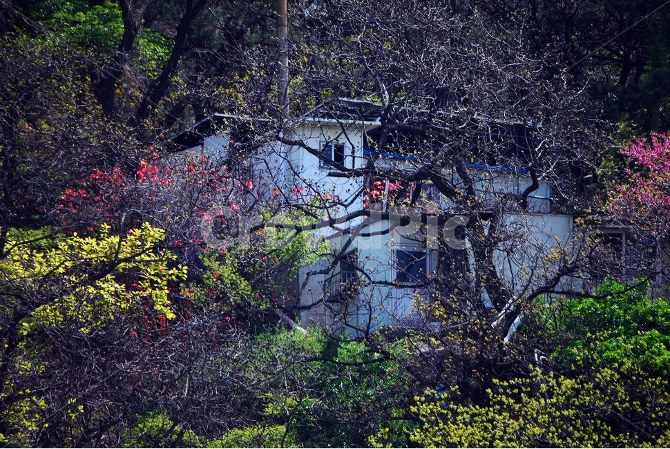 봄,봄꽃,숲속,산,봄날,봄,계절,spring,season,자연,풍경,nature,landscape,한국자연풍경,한국자연경관,korea nature landscape