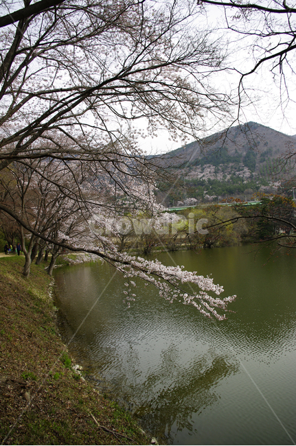 호수,벚꽃,나무,봄,식물,풍경,봄,계절,spring,season,nature,자연,outdoors,옥외,water,물