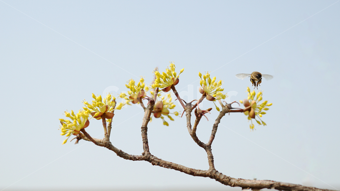 산수유,꽃,식물,벌,봄,노란색,노랑,yellow,봄꽃,꿀벌,자연,nature,산수유꽃,꽃나무