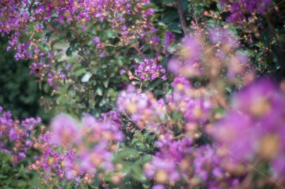 자연,꽃,분홍,초록,감성,flower,pink,green,sensitive,식물,자연,plants,nature,꽃,flower