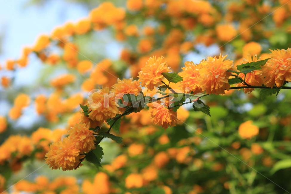 꽃,식물,꽃나무,자연물,자연,식물,자연,plants,nature,꽃,flower