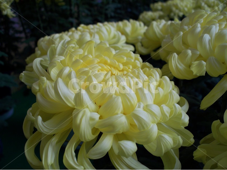 꽃,야생화,flower,식물,국화,식물,자연,plants,nature,꽃,flower