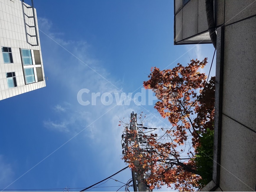 하늘,나무,sky,구름,cloud,파란하늘,단풍