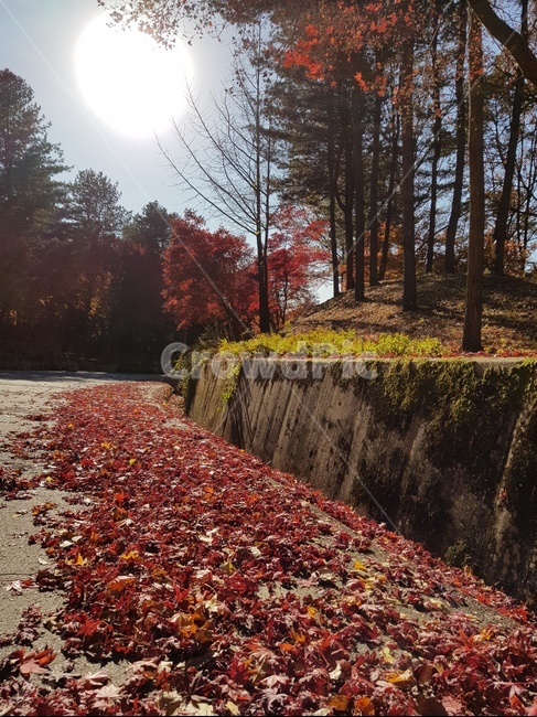 청남대단풍,단풍,청남대가을,가을청남대,대청호단풍,가을대청호,단풍나무,가을단풍,가을,단풍잎