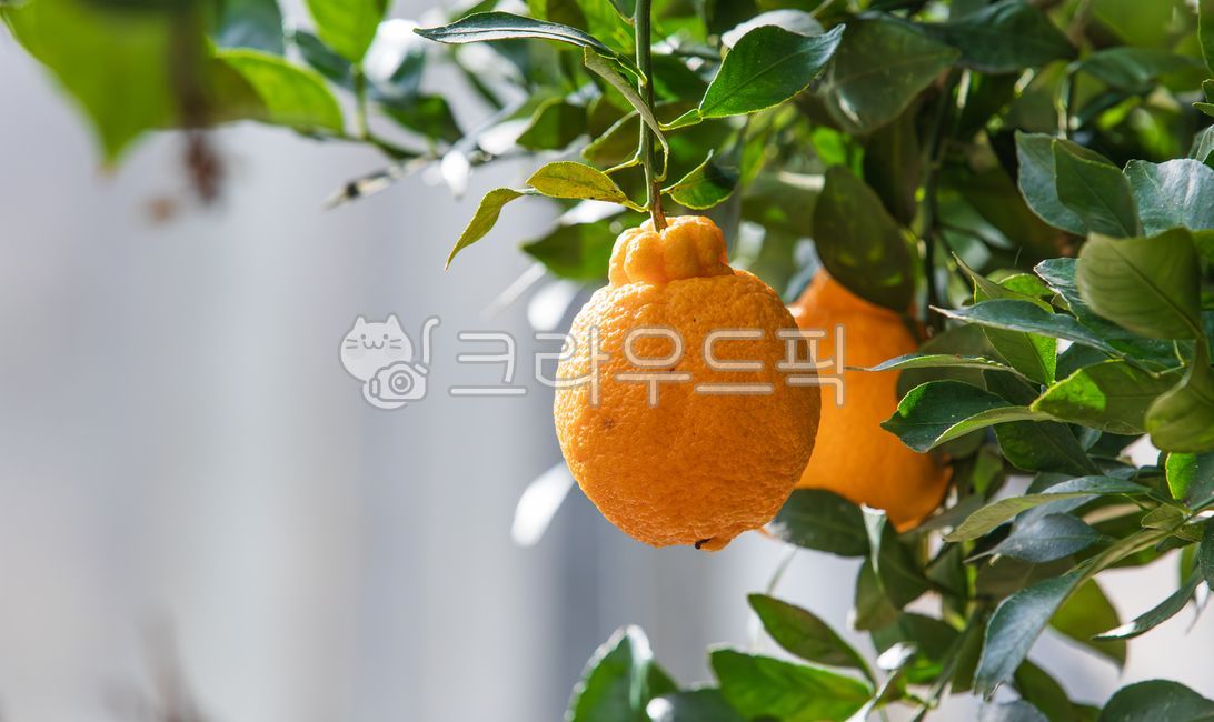 Hallabong,fruit,bumpy,orange,peel,green,leaf,branch,Hallabong tree,fruit tree,tree,citrus,plant,nature,outdoor,persimmon,vitamin c,citric acid