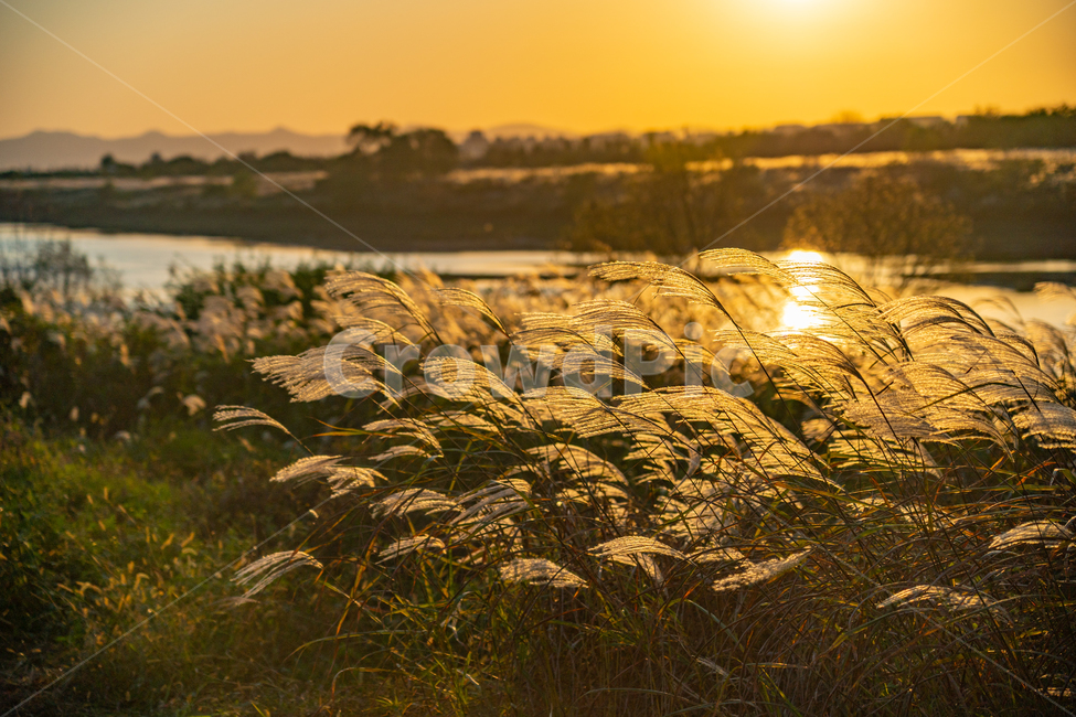 억새,flamegrass,silvergrass,일몰,sunset,sundown,식물,빛,light,자연,풍경,nature,landscape,식물,plants