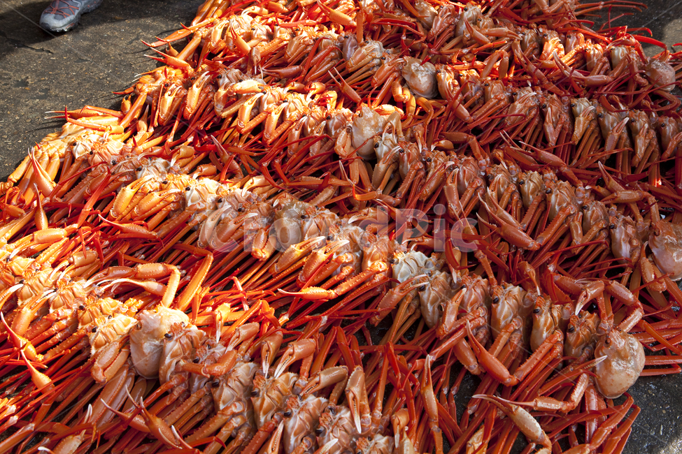 대게,영덕대게,게,crab,food,음식,붉은대게,해양생물,seafood,해물,갑각류,음식,식재료,요리,food,cook,meal,dishes,food reserves,수산물,해산물,fishery products,seafood