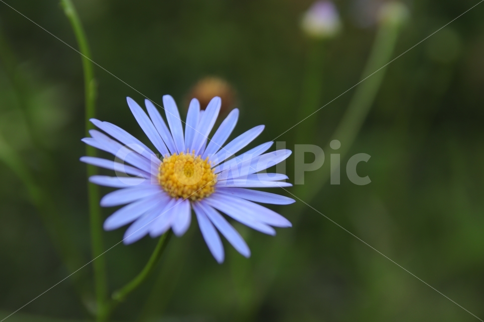 꽃,접사,클로즈업,파란꽃,줌인,식물,자연,plants,nature,꽃,flower