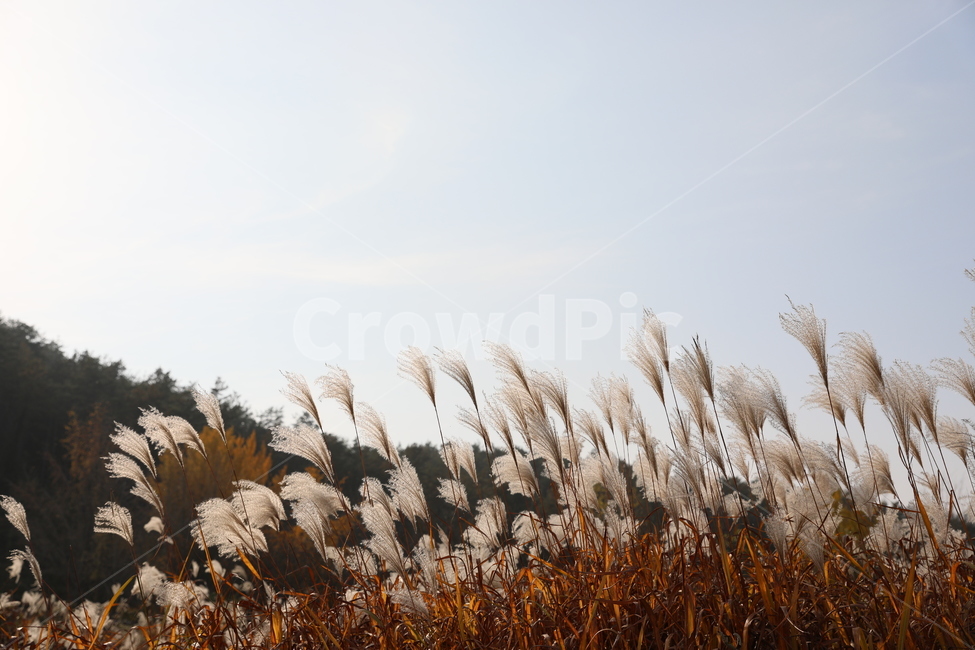 가을,억새,풍경,식물,자연,가을,계절,fall,autumn,season,자연,풍경,nature,landscape,plant,grass,잔디,lawn,reed,갈대