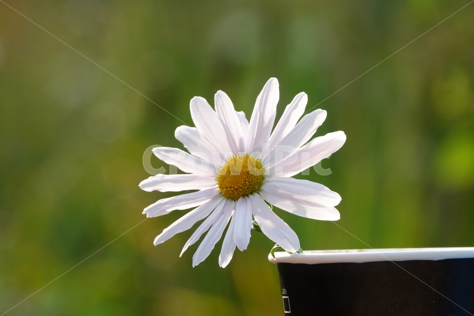 plant,식물,꽃,flower,구절초,가을,공원,식물,자연,plants,nature,꽃,flower