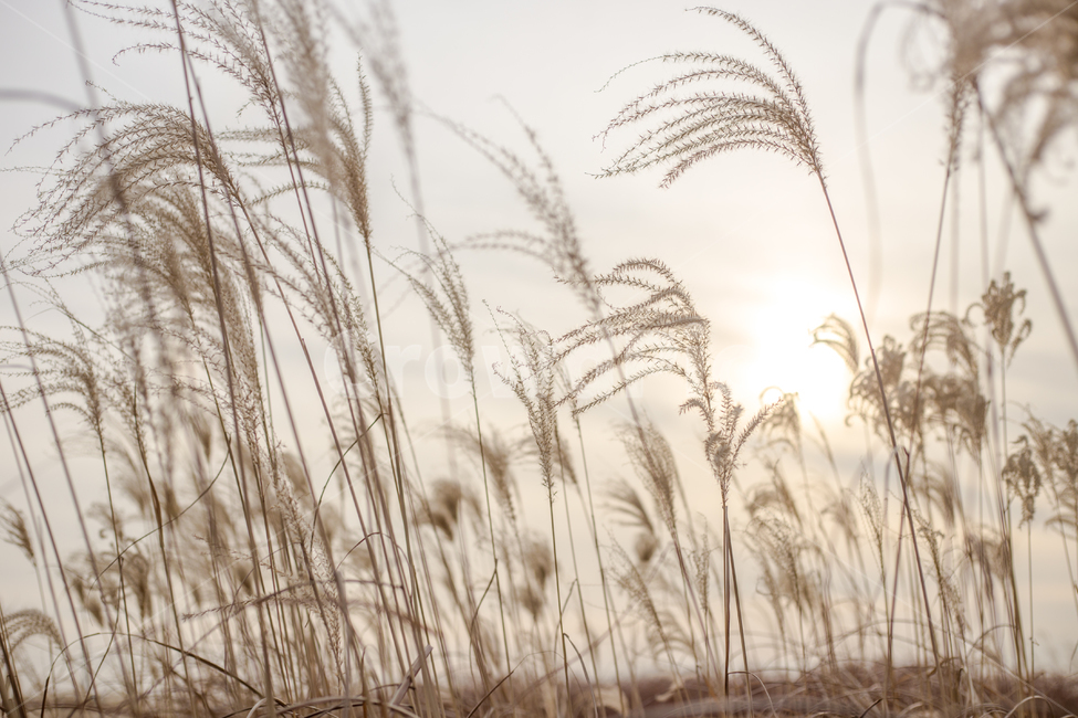 plant,식물,grass,잔디,하늘공원,갈대,풍경,겨울,자연,하늘,노을,서울