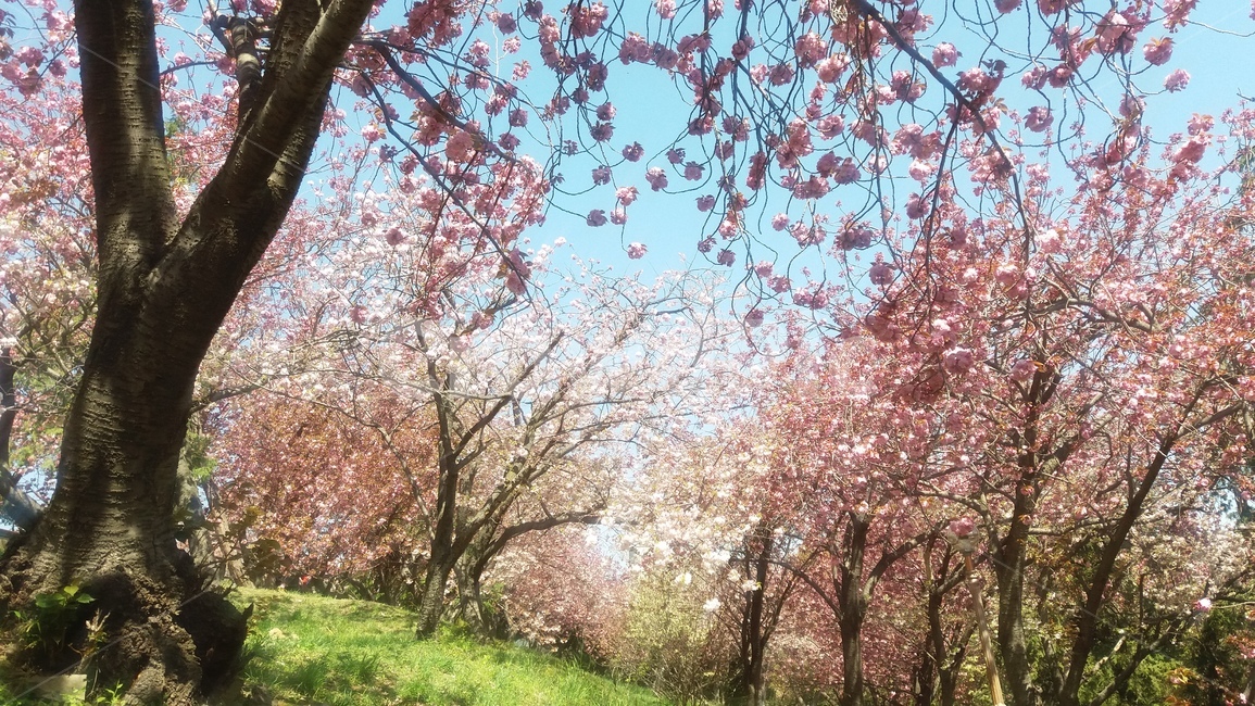 봄,꽃,겹벚꽃,벚꽃,하늘,나무