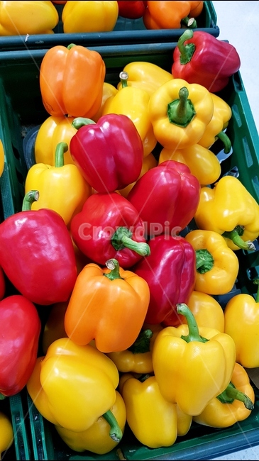 채소,피망,파프리카,빨강,노랑,음식,식재료,요리,food,cook,meal,dishes,food reserves,채소,야채,vegetables