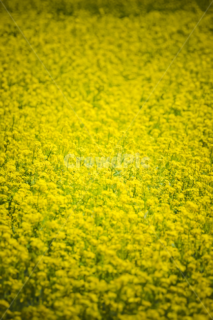 꽃,유채,카놀라,꽃밭,노란꽃,풍경,봄,canola