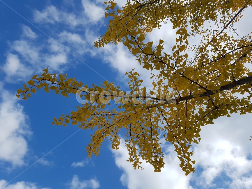 나무,하늘,가을,단풍나무,단풍,가을,계절,fall,autumn,season,자연,풍경,nature,landscape,tree,plant,식물