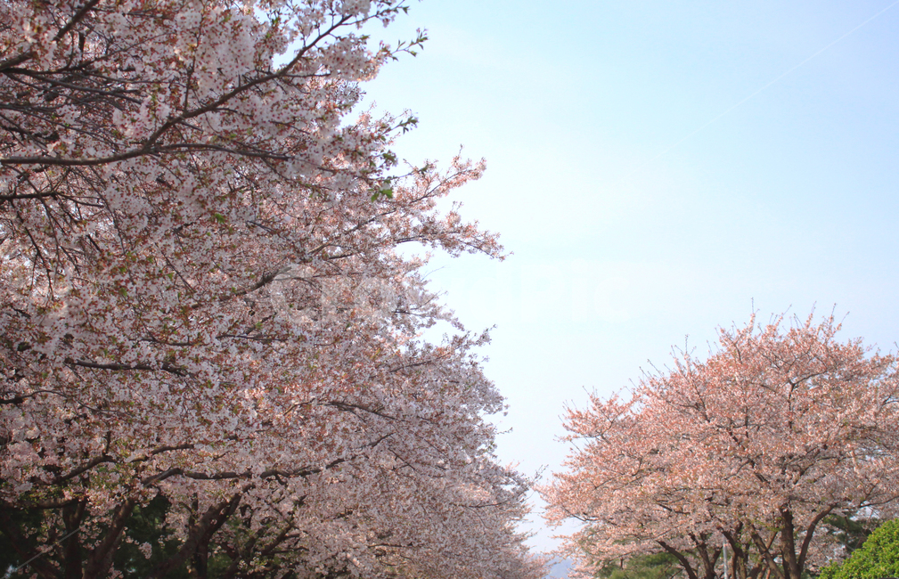 벚꽃,꽃,봄,나무,가지,나뭇가지,봉우리,꽃잎,개화,cherryblossom,blossom,식물,자연,plants,nature,꽃,flower