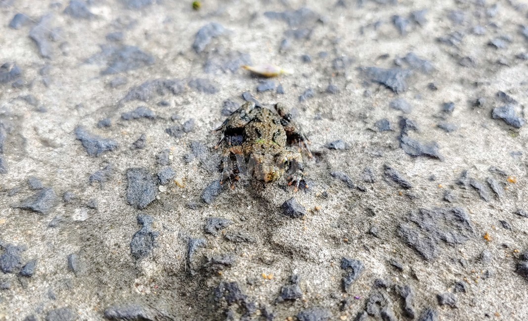 개구리,frog,babyfrog,nature,새끼개구리,작은개구리,leafandfrog