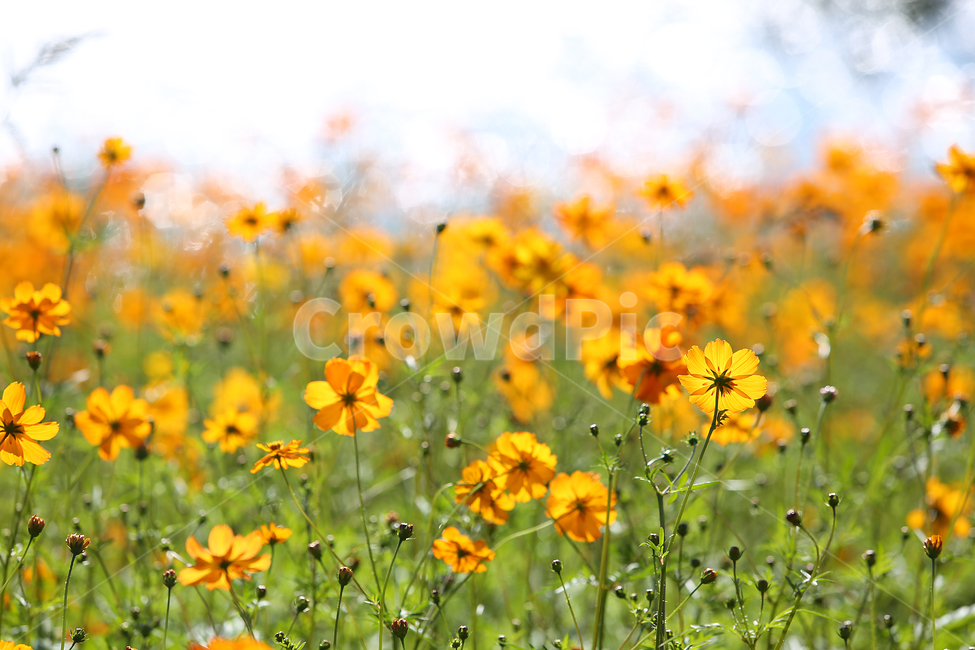 물의정원,황하코스모스,노랑코스모스,노랑,꽃,flower,yellow,cosmos,yellowcosmos,가을,계절,fall,autumn,season,식물,자연,plants,nature,꽃,flower,grassland,목초지,outdoors,옥외,field,들,farm,농장,rural,농촌,meadow