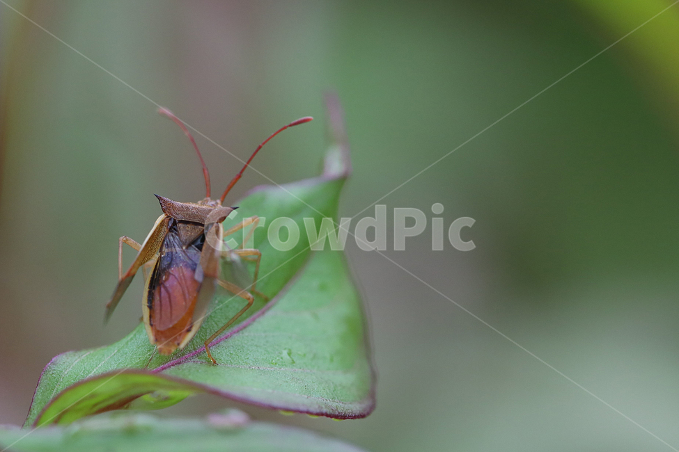 서울숲,곤충,자연,flower,insect,bug,nature,식물,자연,plants,nature,동물,animal,곤충,벌레,insect,bug