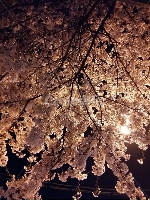 벚꽃,밤,야경,봄,가로등