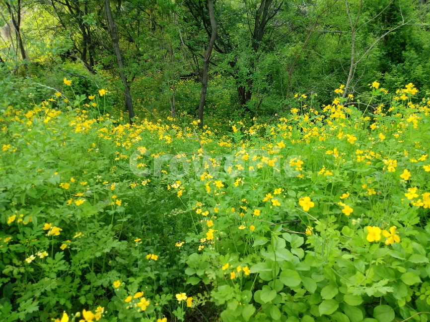 애기똥풀,양귀비과,두해살이풀,노란색꽃,소야,지황령,백굴채,젖풀,씨아똥,까치다리,약용,관상용,식용,식물,자연,plants,nature,꽃,flower