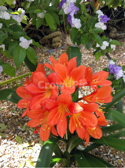 꽃,빨간꽃,정원,잎사귀,들판,흙,flower,leaf,white,red,purple,식물,자연,plants,nature,꽃,flower