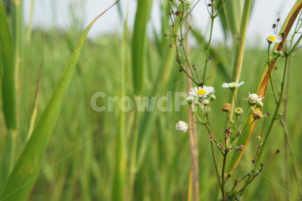 하늘공원,풍경,상암동,서울,seoul,공원,park,여름,summer,관광,관광지,자연,nature,꽃,flower,풀,벼,초록,natural,햇빛,햇살,성장,grow,growth,광합성,노랑,녹색,휜색잎,leaf,green,yellow,sun,white,풀잎