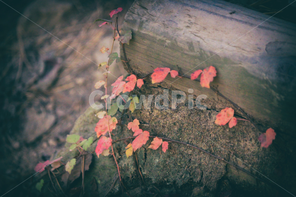 숲,나무,담쟁이넝쿨,넝쿨,잎,leaf,forest,tree,vine,creeper,runner,ivy,식물,plant,생물,nature,자연,가을,계절,fall,autumn,season,식물,자연,plants,nature
