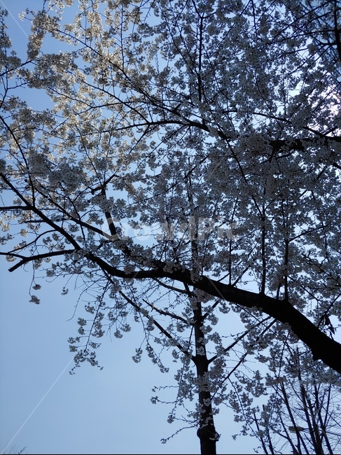 태양,해,햇빛,햇살,벚꽃,봄,소풍,여유,힐링,산책,식물,자연,plants,nature,꽃,flower