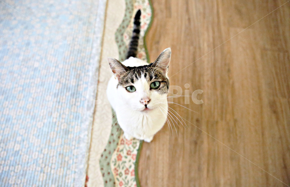 반려묘,고양이,사랑해,응시,이쁜냥,동물,animal,포유류,mammal,고양이,cat,kitten,kitty