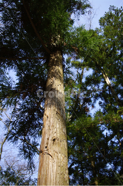 소나무,나무,식물,plant,초록,식물,자연,plants,nature,나무,trees,wood