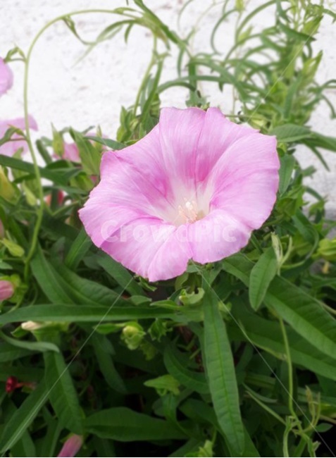꽃,나팔꽃,핑크,분홍,자연,풀잎,식물,식물,자연,plants,nature,꽃,flower