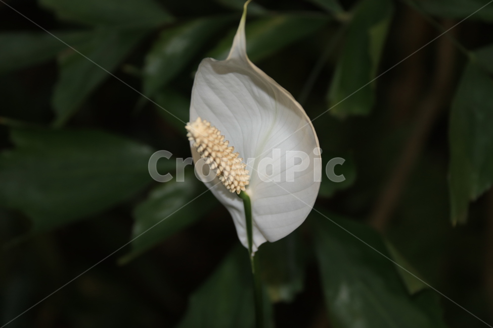 plant,식물,꽃,flower,열매,수술,안트리움속,천남성과,식물,자연,plants,nature,꽃,flower