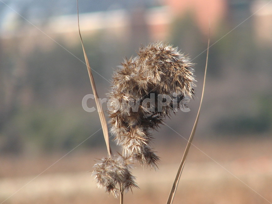 grass,lawn,reed,갈대,식물