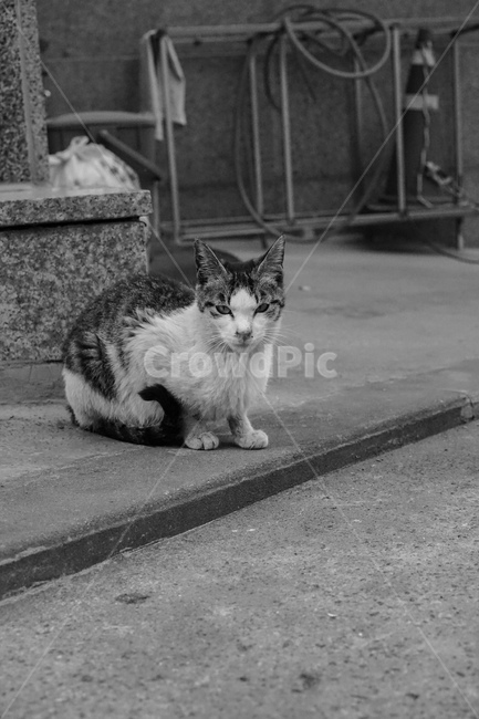 길고양이,고양이,흑백,cat,길냥이,동물,동물,animal,포유류,mammal,고양이,cat,kitten,kitty,흑백,모노톤,monochrome,black and white