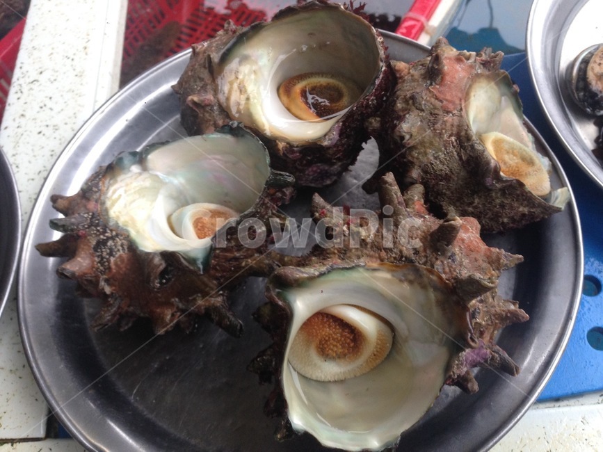뿔소라,소라,고둥,해산물,바다,어패류,바다동물,해양생물,murex,conch,gastropods